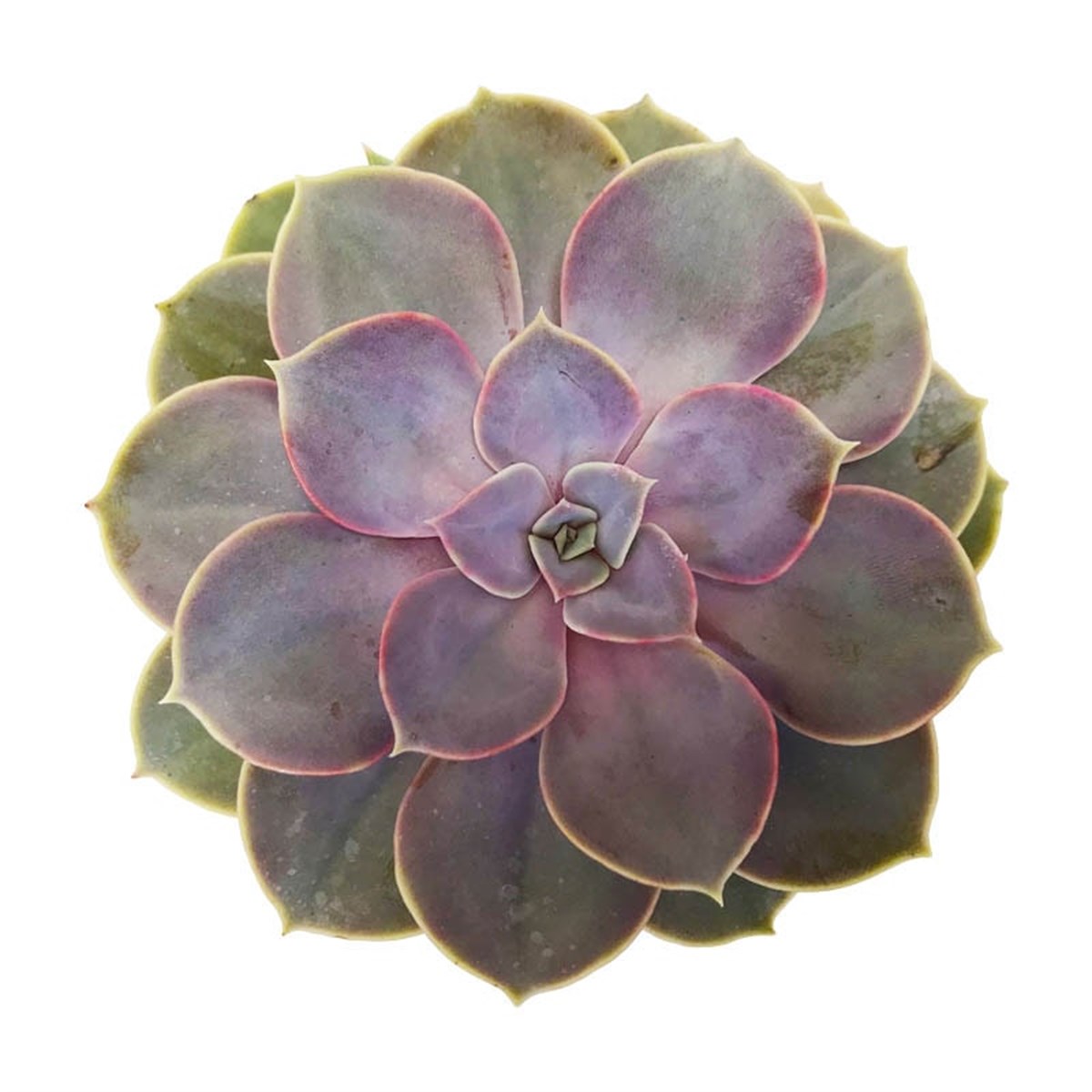 Echeveria Perle Von L