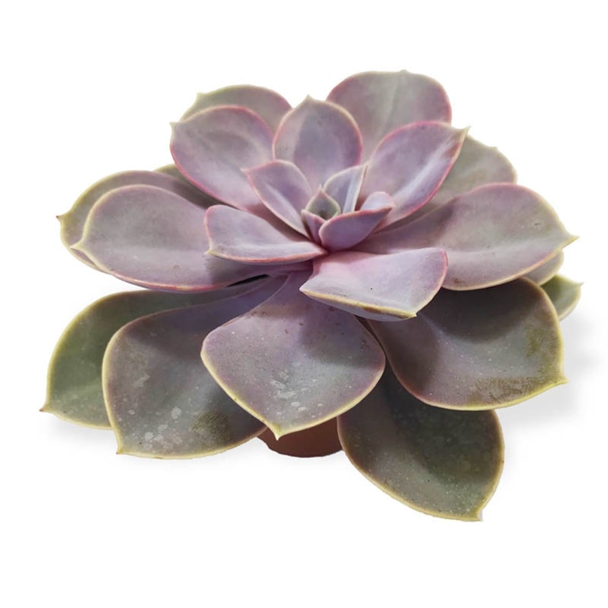 Echeveria Perle Von L