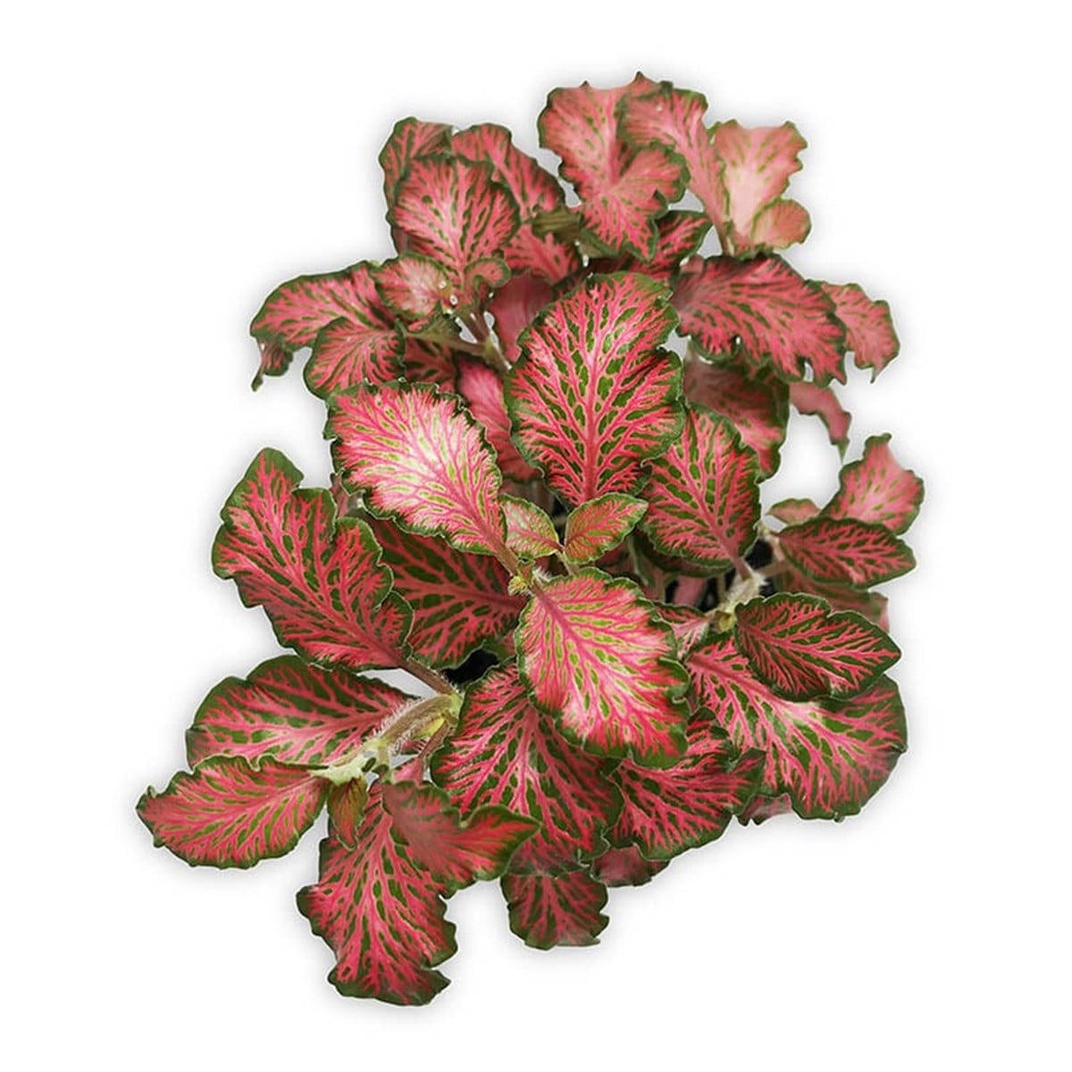 Fittonia