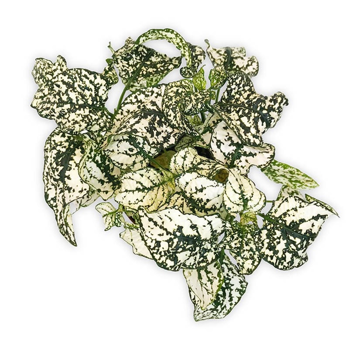 Fittonia