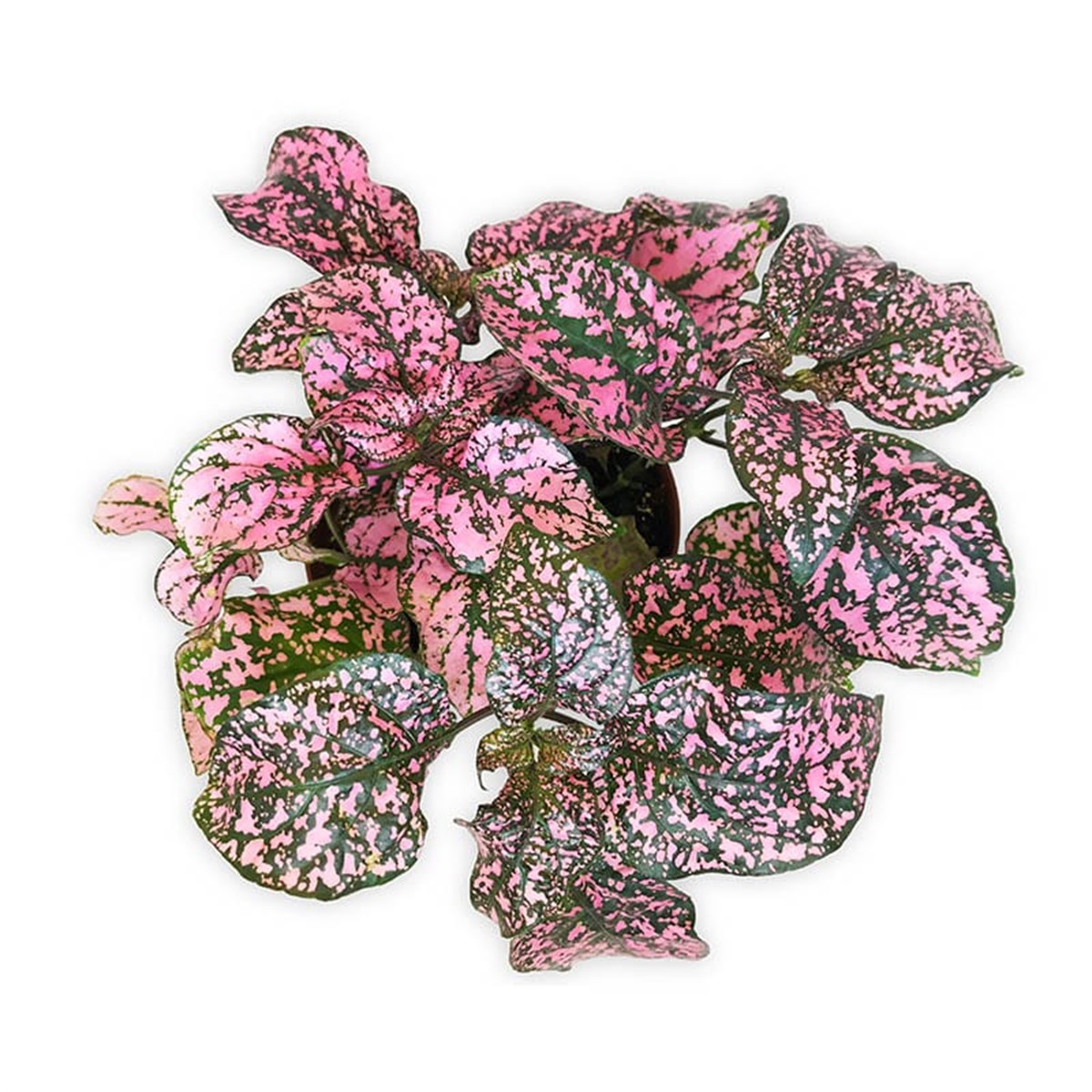 Fittonia