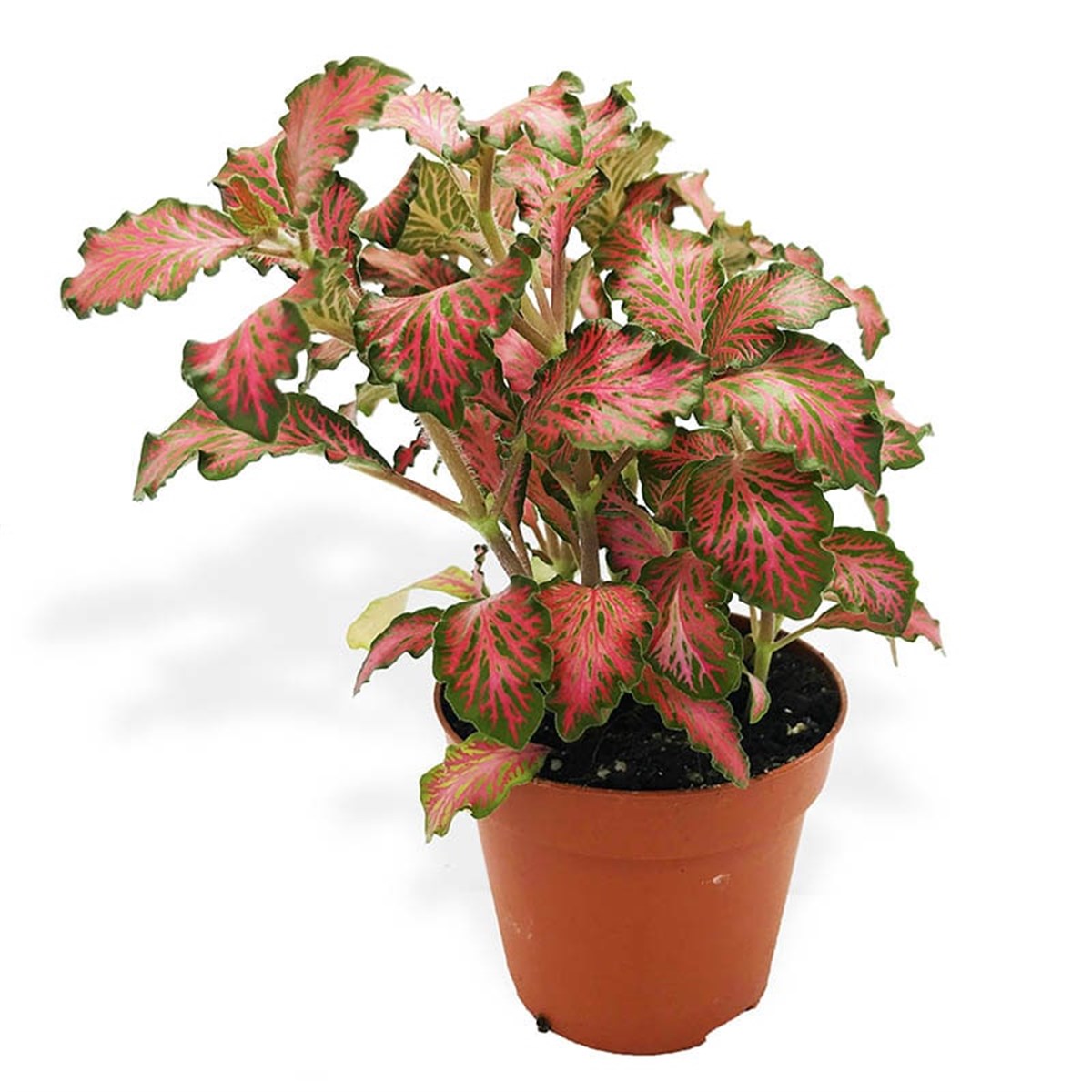 Fittonia