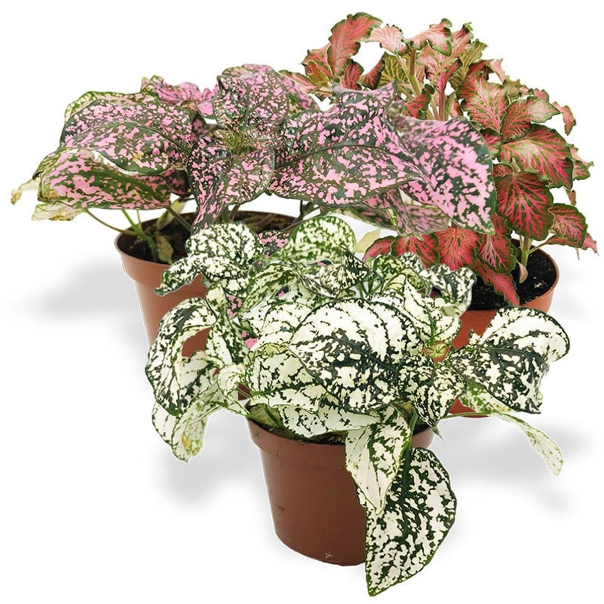 Fittonia