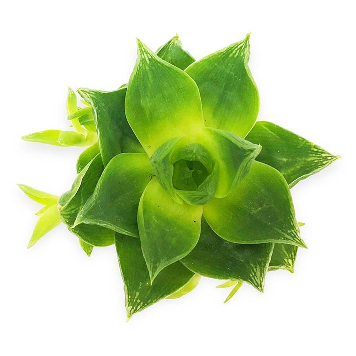 Green Pearl