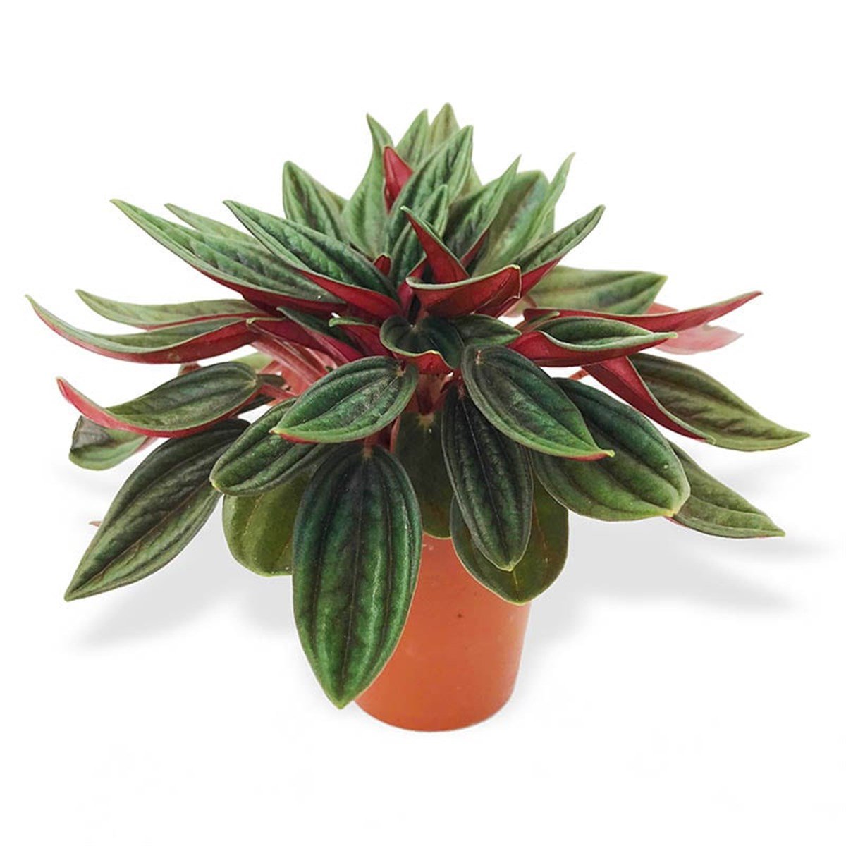 Peperomia Caperata