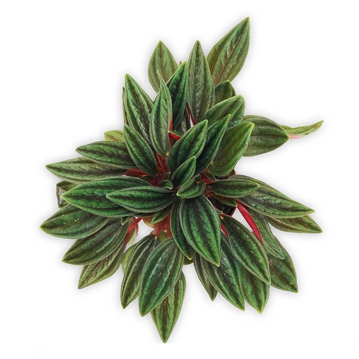 Peperomia Caperata