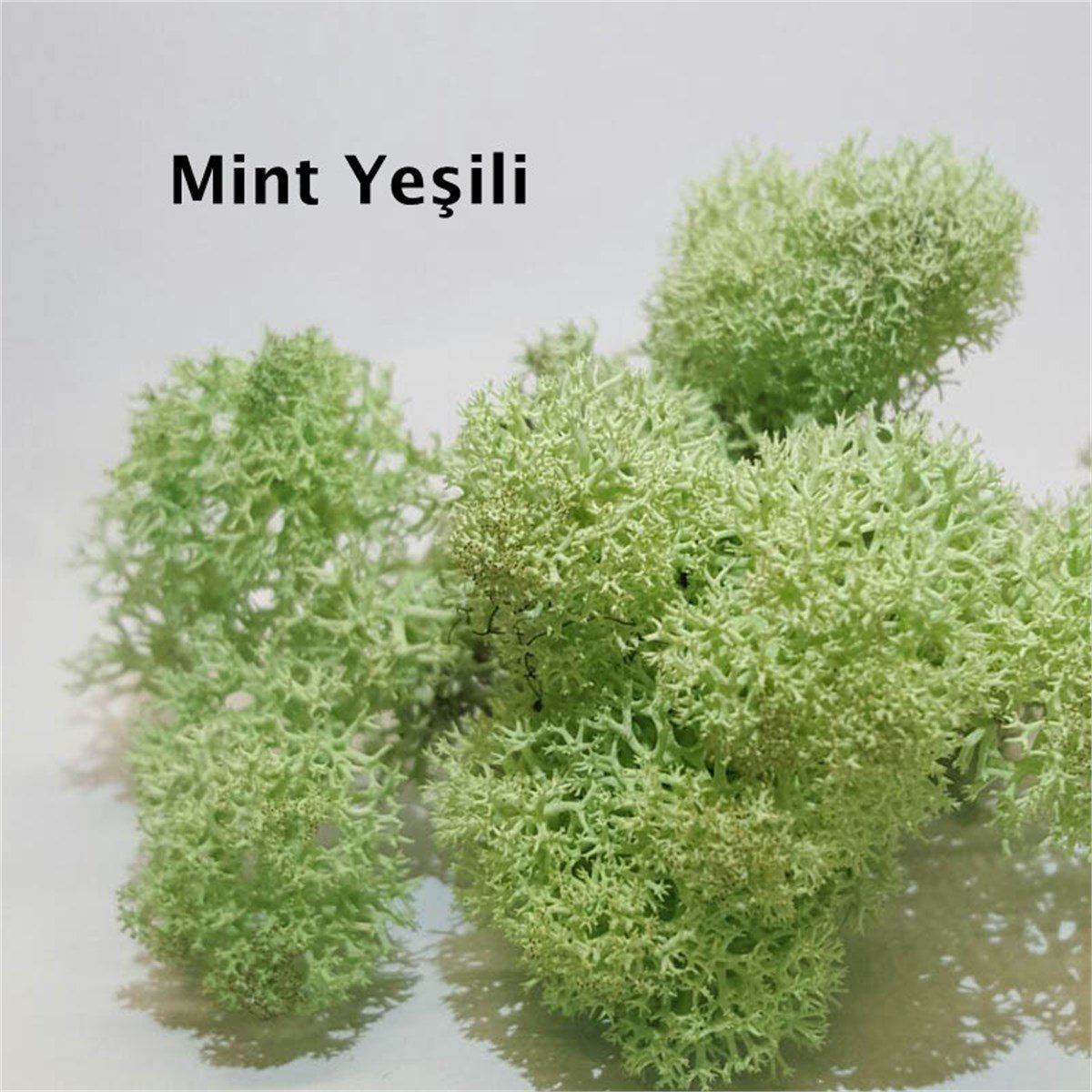 Renkli Sphagnum Yosunu, Teraryum Yosunu