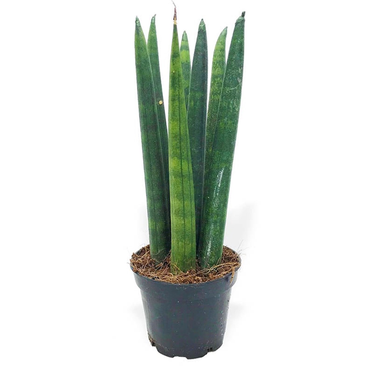 Sansevieria-1