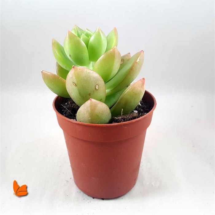 Sedum Adolphii Lime Gold