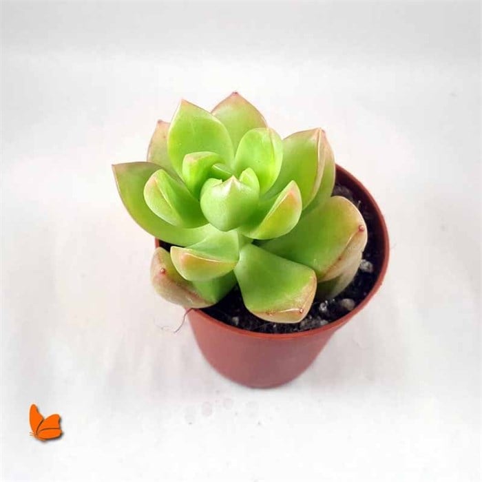 Sedum Adolphii Lime Gold