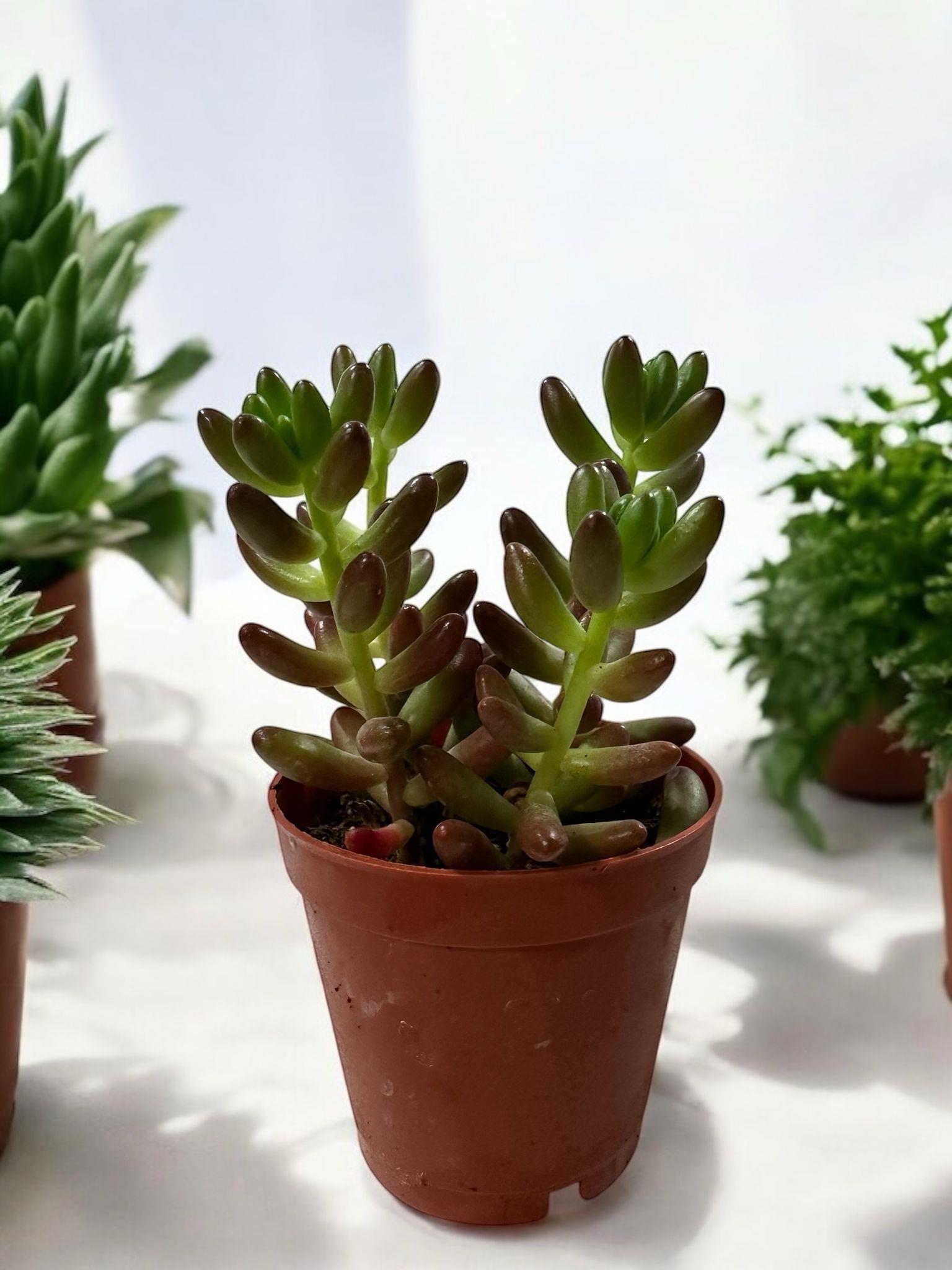 Sedum Mini Red
