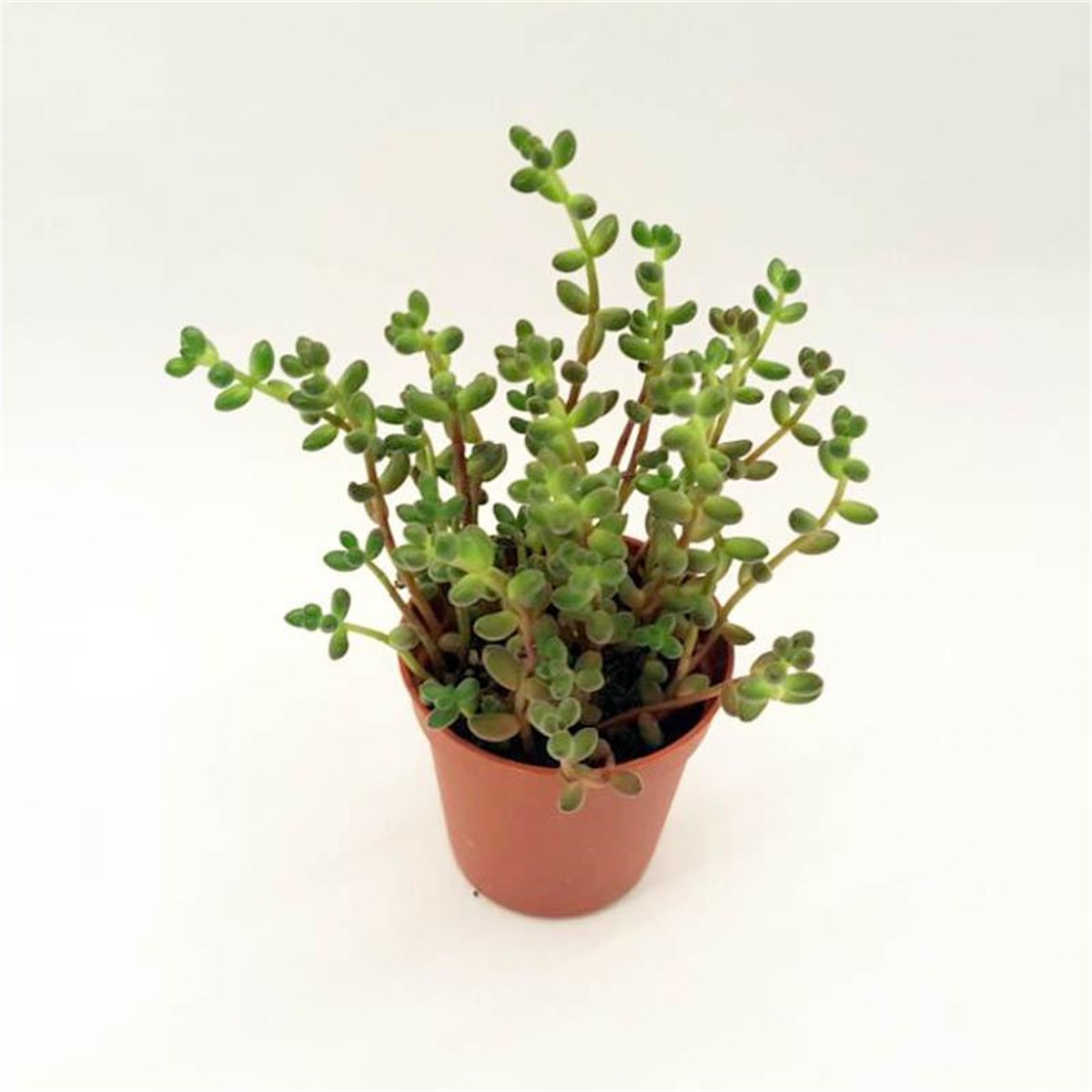 Sedum Stahlii