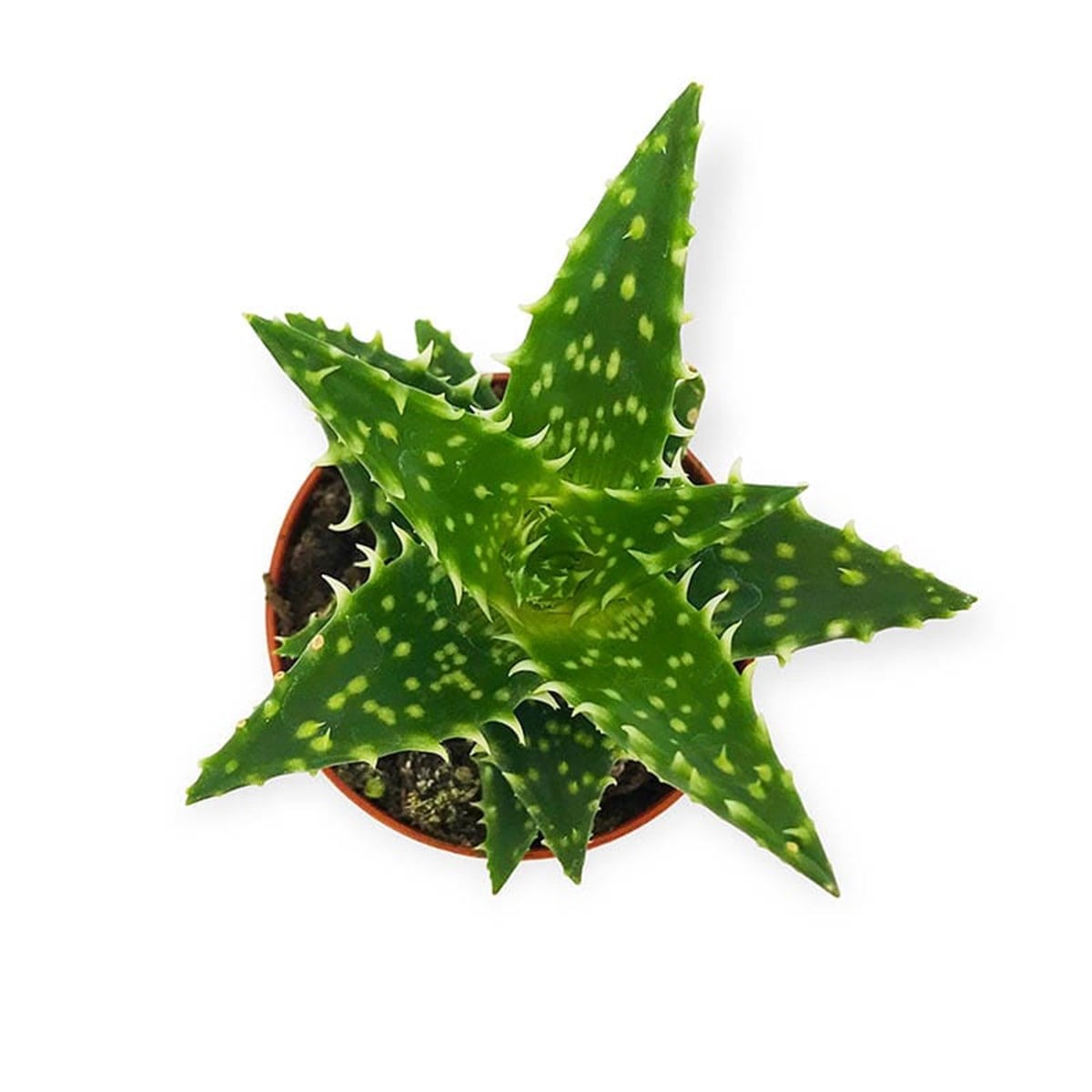 Tigertooth Aloe