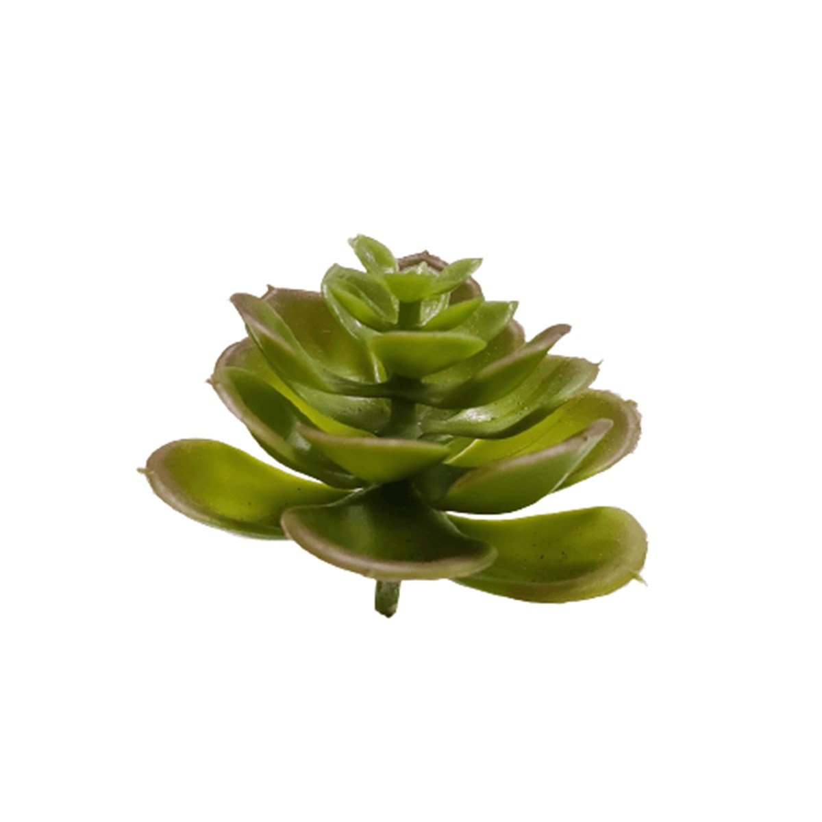 Yapay Echeveria