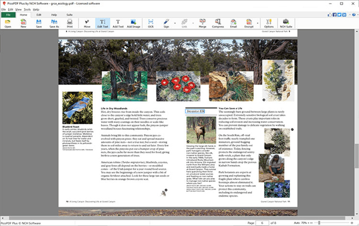 NCH PicoPDF PDF Editor Home Edition 2025 | 1 Device | 1 Year