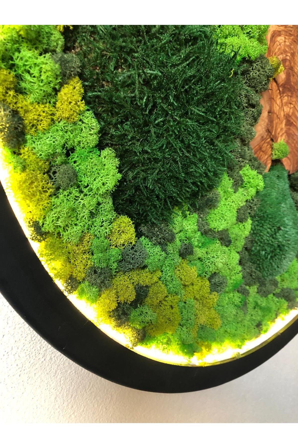 Moss Circle LED