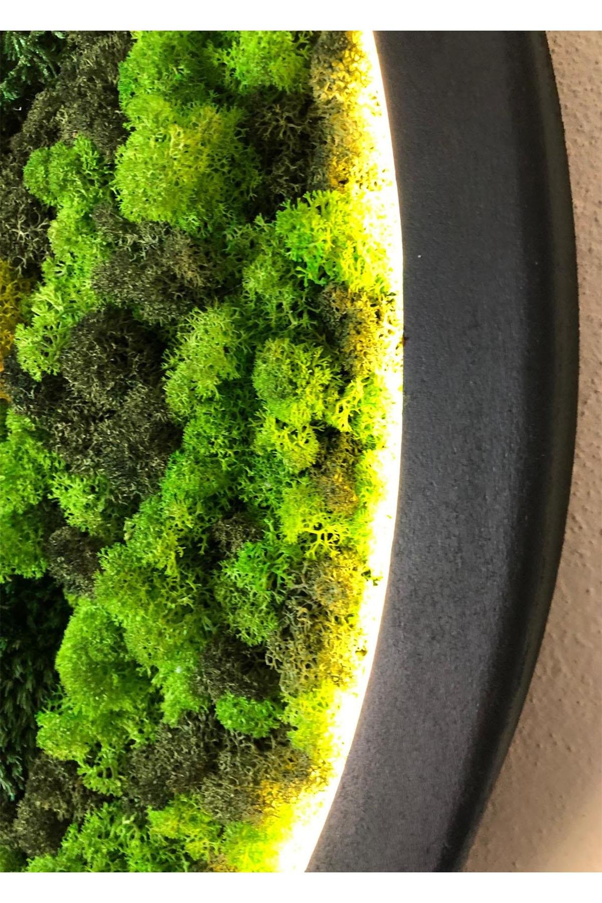 Moss Circle LED