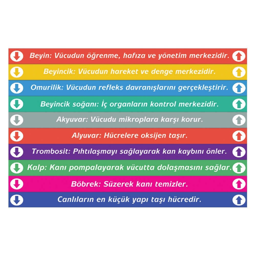 Fen Bilgisi Merdiven Yazıları (Laminasyonlu)