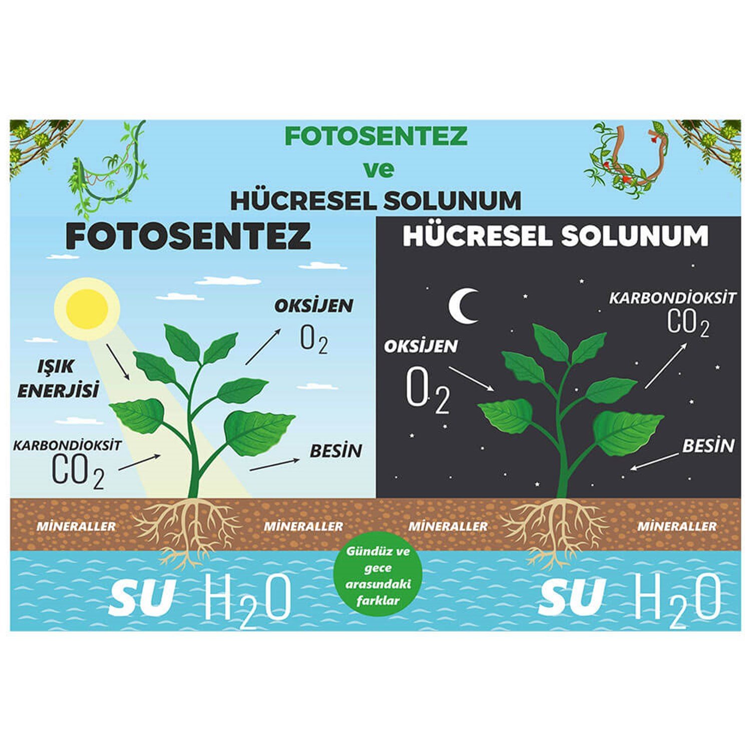 Fotsentez ve Hücresel Solunum Posteri