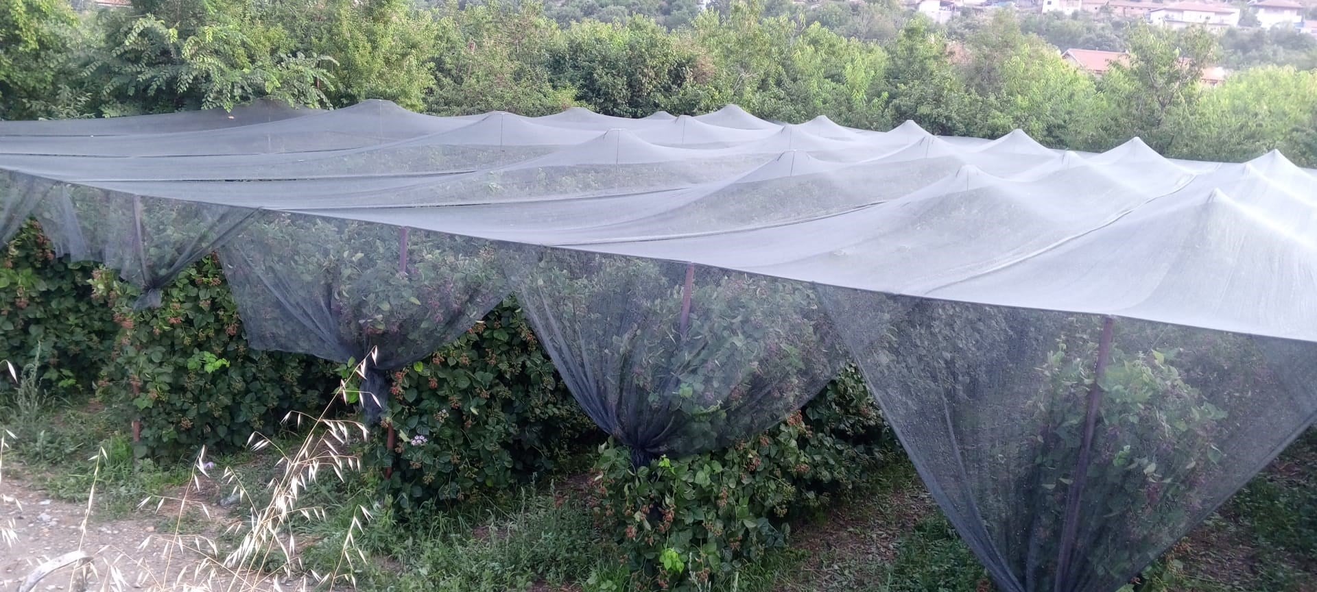 Arı Tülü - Arı Filesi - 40lık - Yeşil - Düz Kenar 