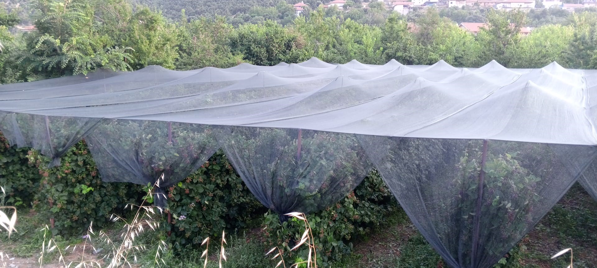 Arı Tülü - Arı Filesi - 40lık - Yeşil - Düz Kenar 