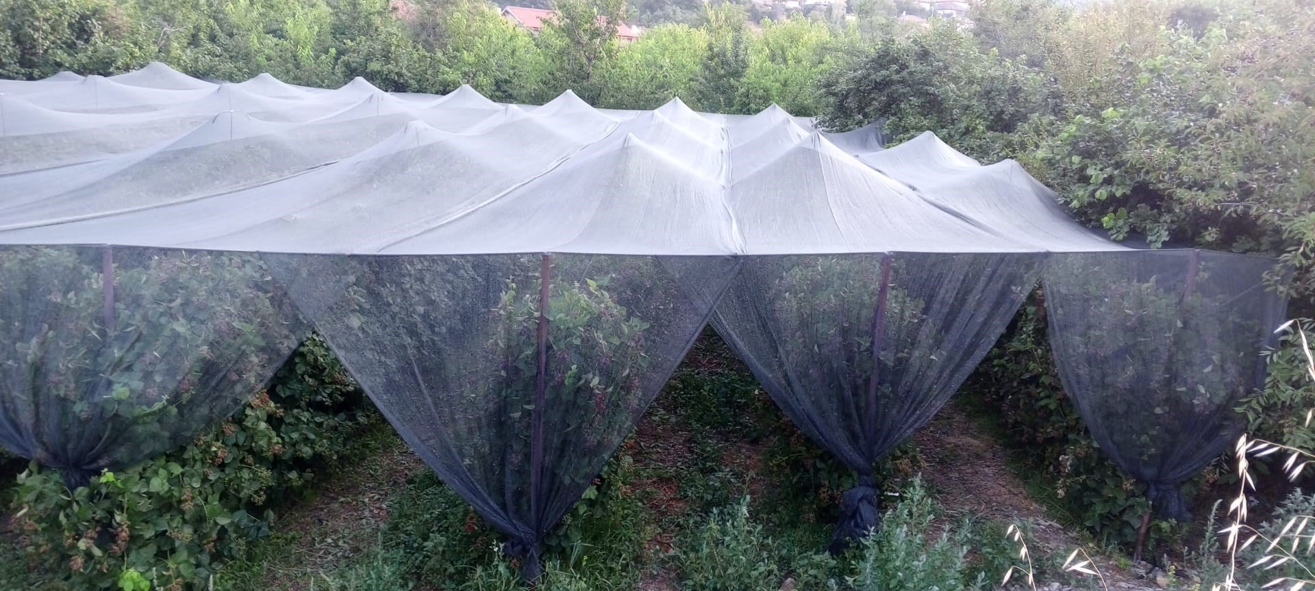 Arı Tülü - Arı Filesi - 40lık - Yeşil - Düz Kenar 