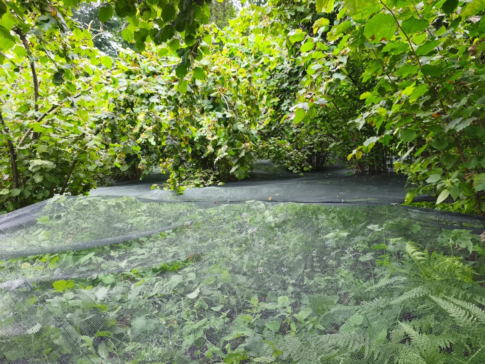 Fındık Filesi - 40lık Fındık Toplama Filesi -Yeşil - Düz Kenar 