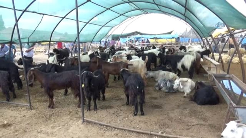 Hayvan Çiftliği Gölgeliği - 75lik - Yeşil - Şeritli ve Kuşgözü Halkalı 