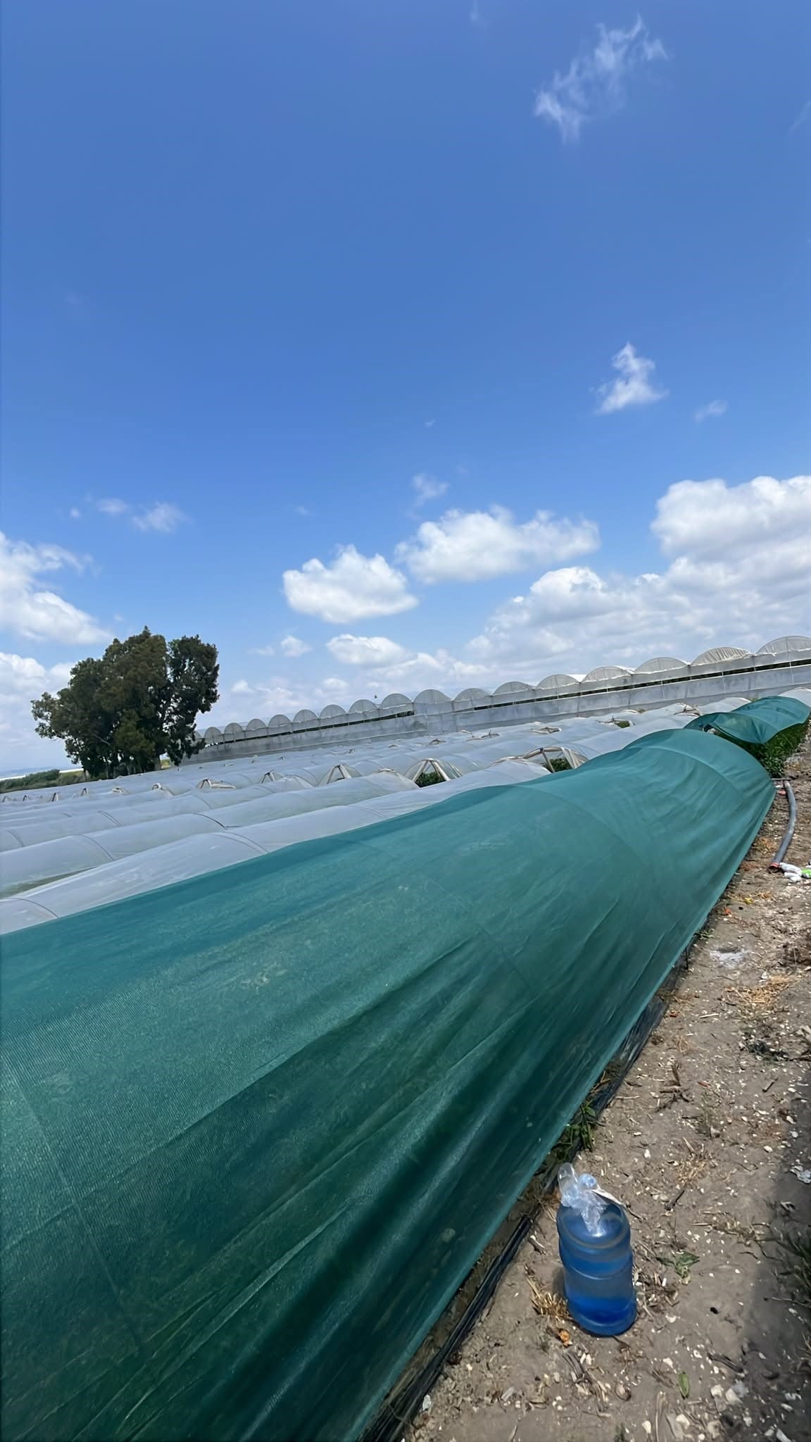 Sera Gölgeliği - 95lik 140 gram/m2 - Yeşil - Şeritli ve Kuşgözü Halkalı 