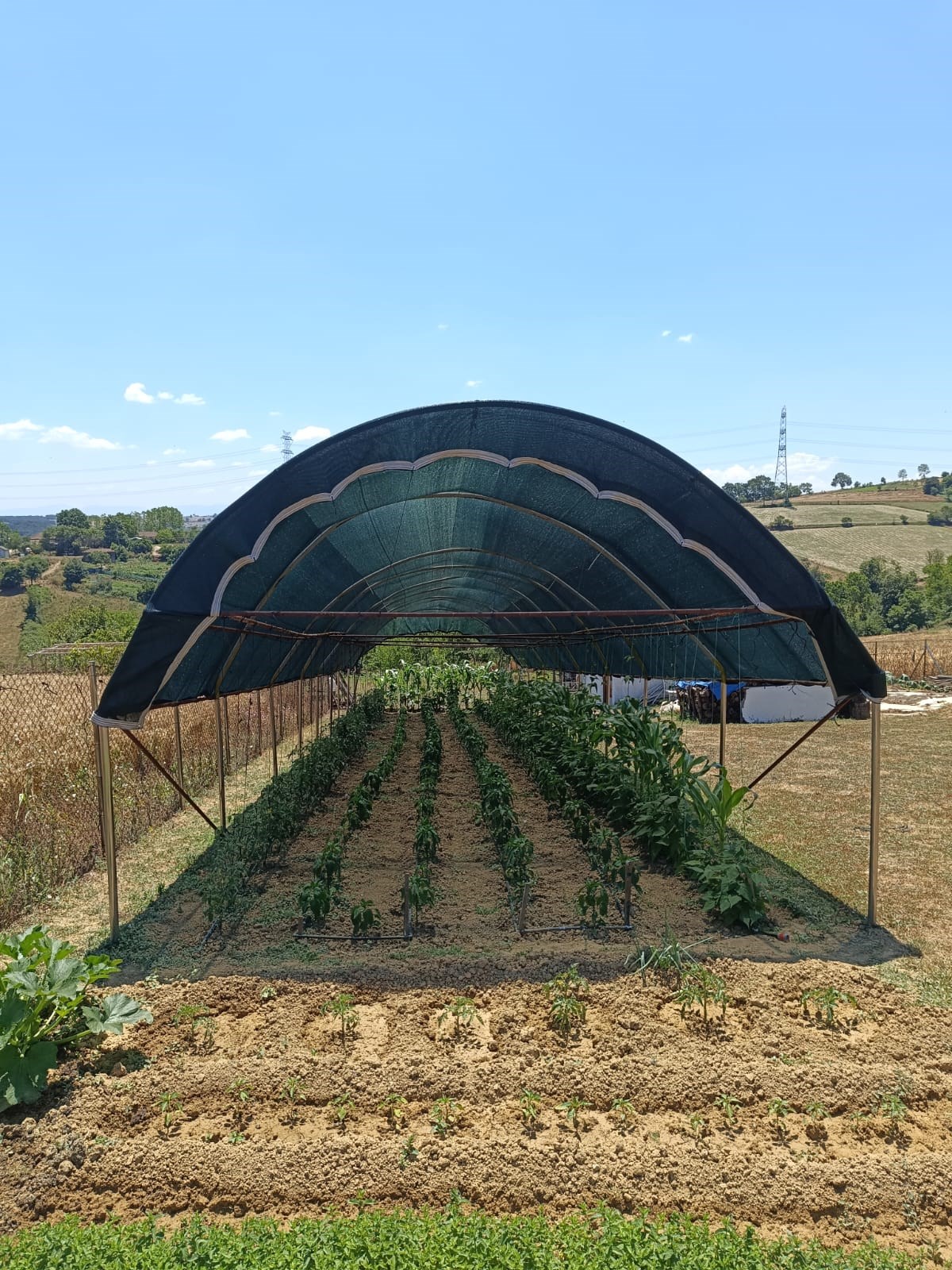 Sera Gölgeliği - 95lik 140 gram/m2 - Yeşil - Şeritli ve Kuşgözü Halkalı 