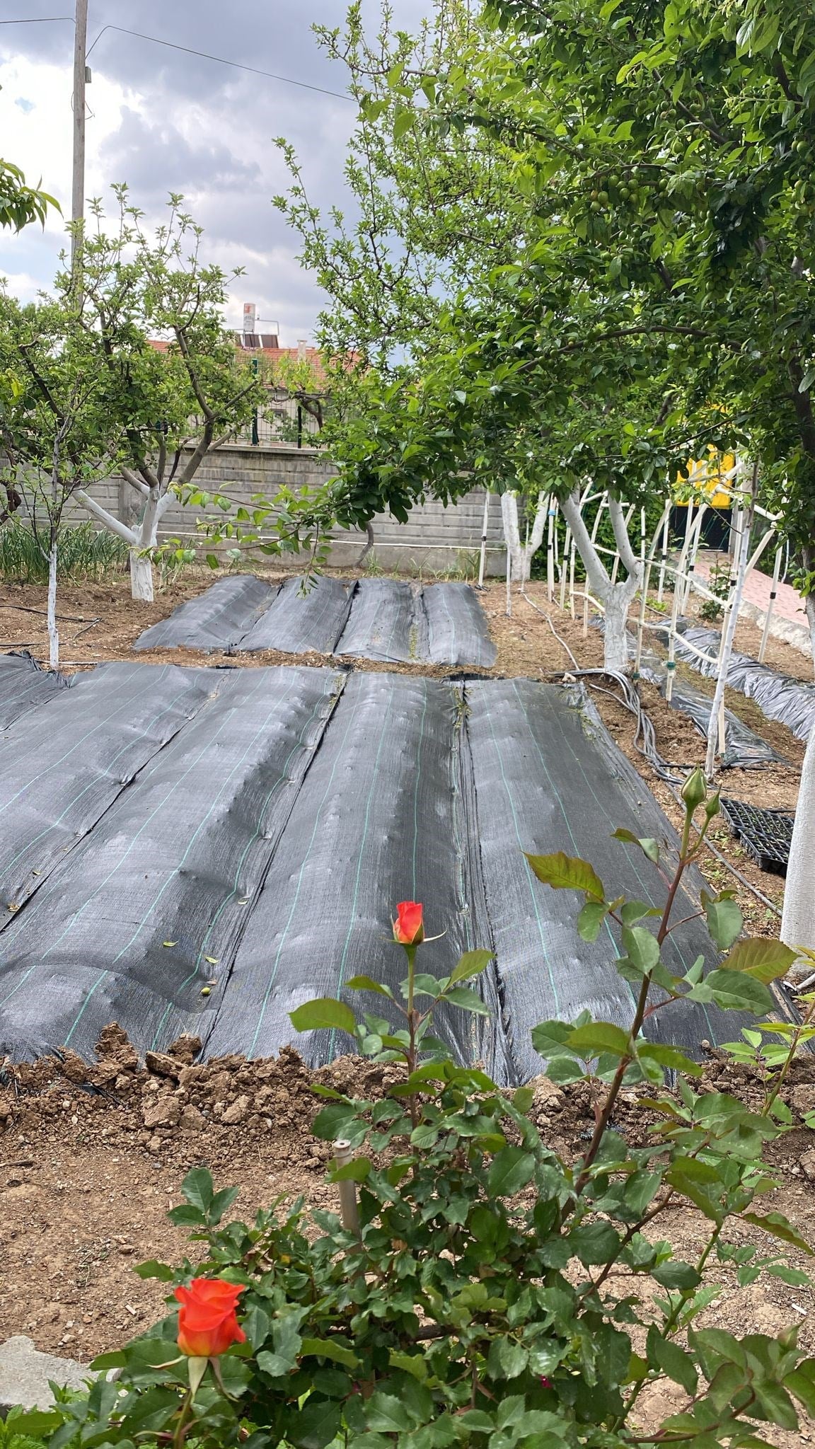 Yabani Ot ve Sera Taban Örtüsü - Siyah - 90 gram/m2 