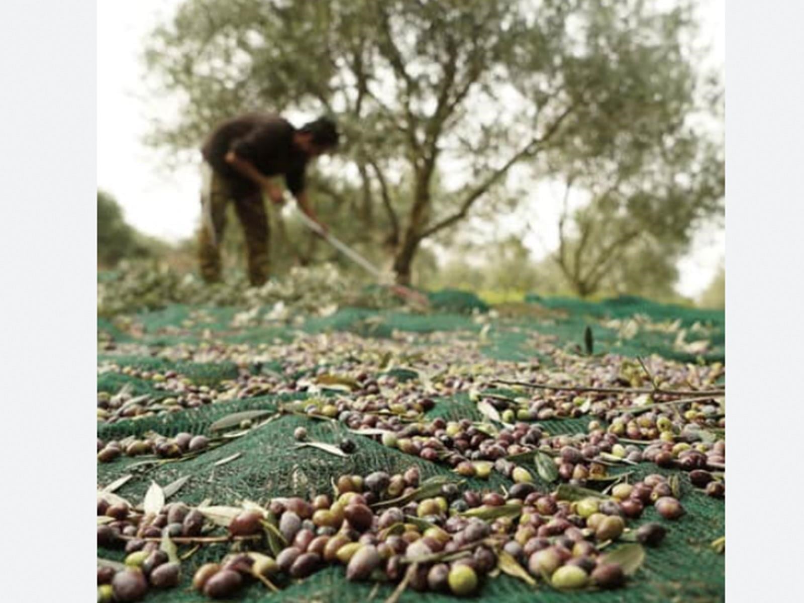 Zeytin Filesi - 95lik - Yeşil