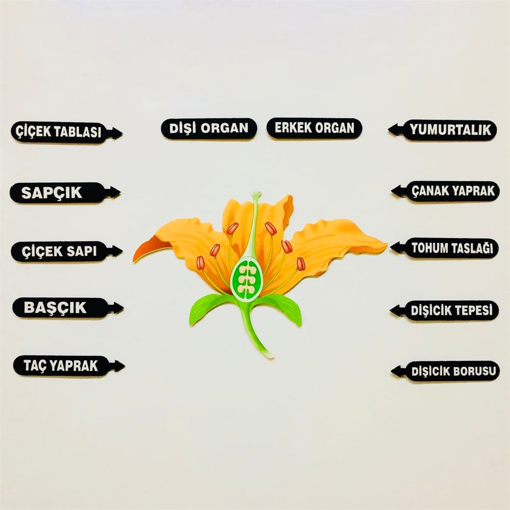 ÇİÇEĞİN KISIMLARI