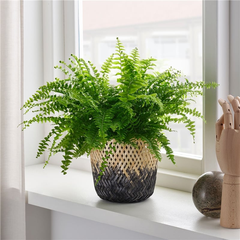 IKE VATTENMELON SAKSI BAMBU SİYAH 15 CM 60475849