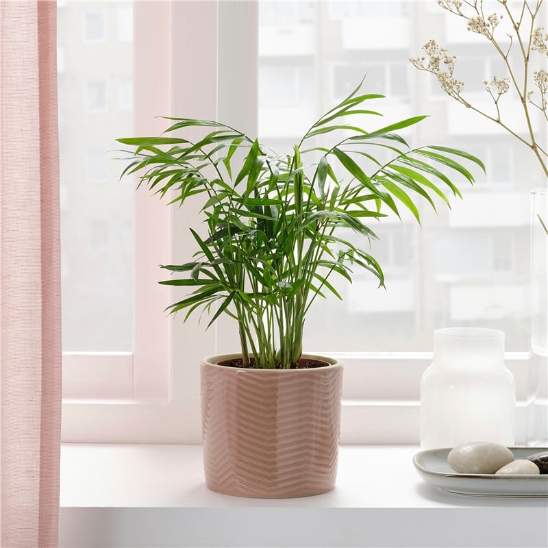 Ikea Chıafrön Saksı Açık Pembe 9 cm 30483365