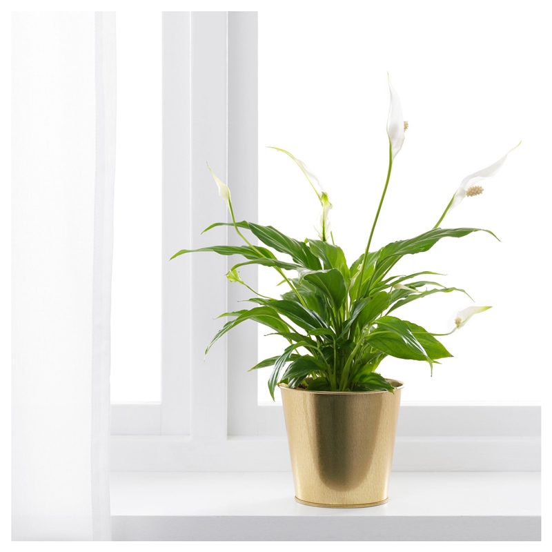 Ikea Daıdaı Büyük Gold Metal Saksı 12 cm 70359420