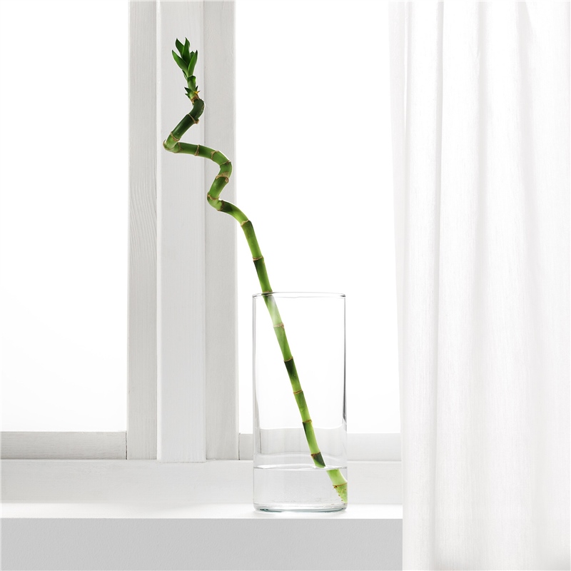 Ikea Dracena Bitki Lucky Bambu Halezon 50064589
