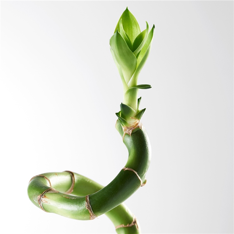 Ikea Dracena Bitki Lucky Bambu Halezon 50064589