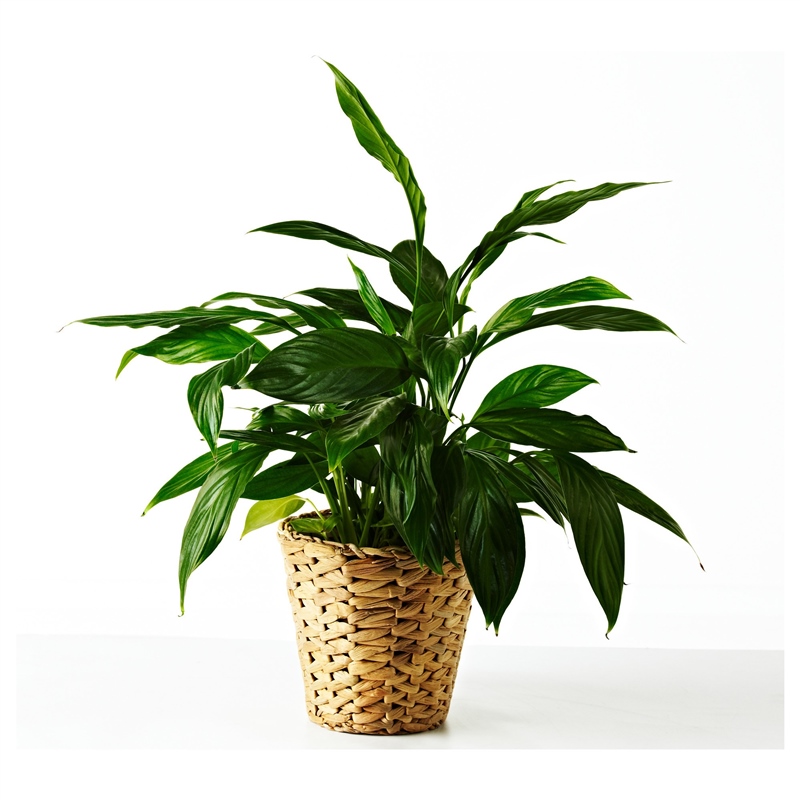 Ikea Frıdfull Su Sümbülü Saksı 90155870