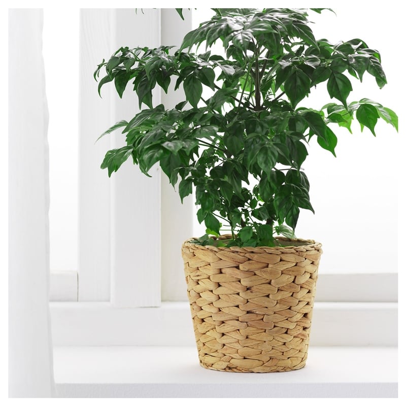 Ikea Frıdfull Su Sümbülü Saksı 90155870