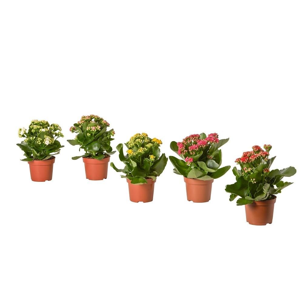 Ikea Kalanchoe Canlı Bitki Kalanşo Çiçeği 50387607
