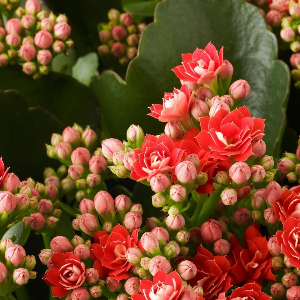 Ikea Kalanchoe Canlı Bitki Kalanşo Çiçeği 50387607