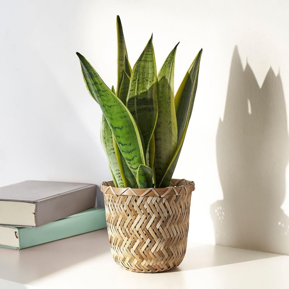 Ikea Klynnon Saksı Bambu 9 Cm 20523239