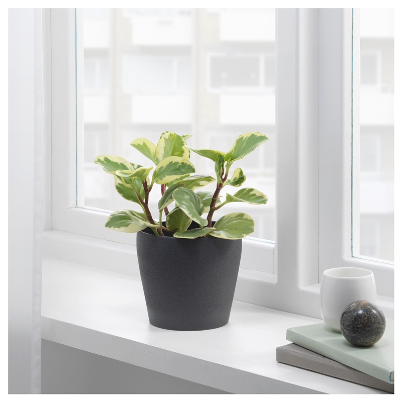 Ikea Persıllade Koyu Gri Saksı 12 cm 00315726