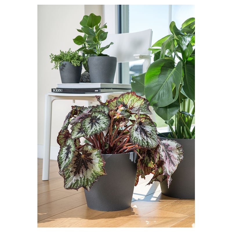 Ikea Persıllade Koyu Gri Saksı 12 cm 00315726
