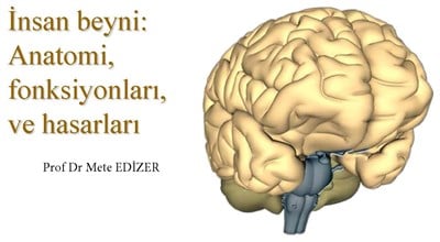 İnsan beyni Anatomi Fonksiyonları ve Hasarları