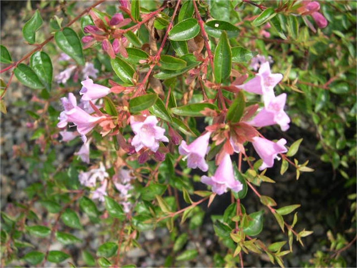 Abelia Edward Goucher Pembe Çiçekli Abelya Güzellik Çalısı fidanı