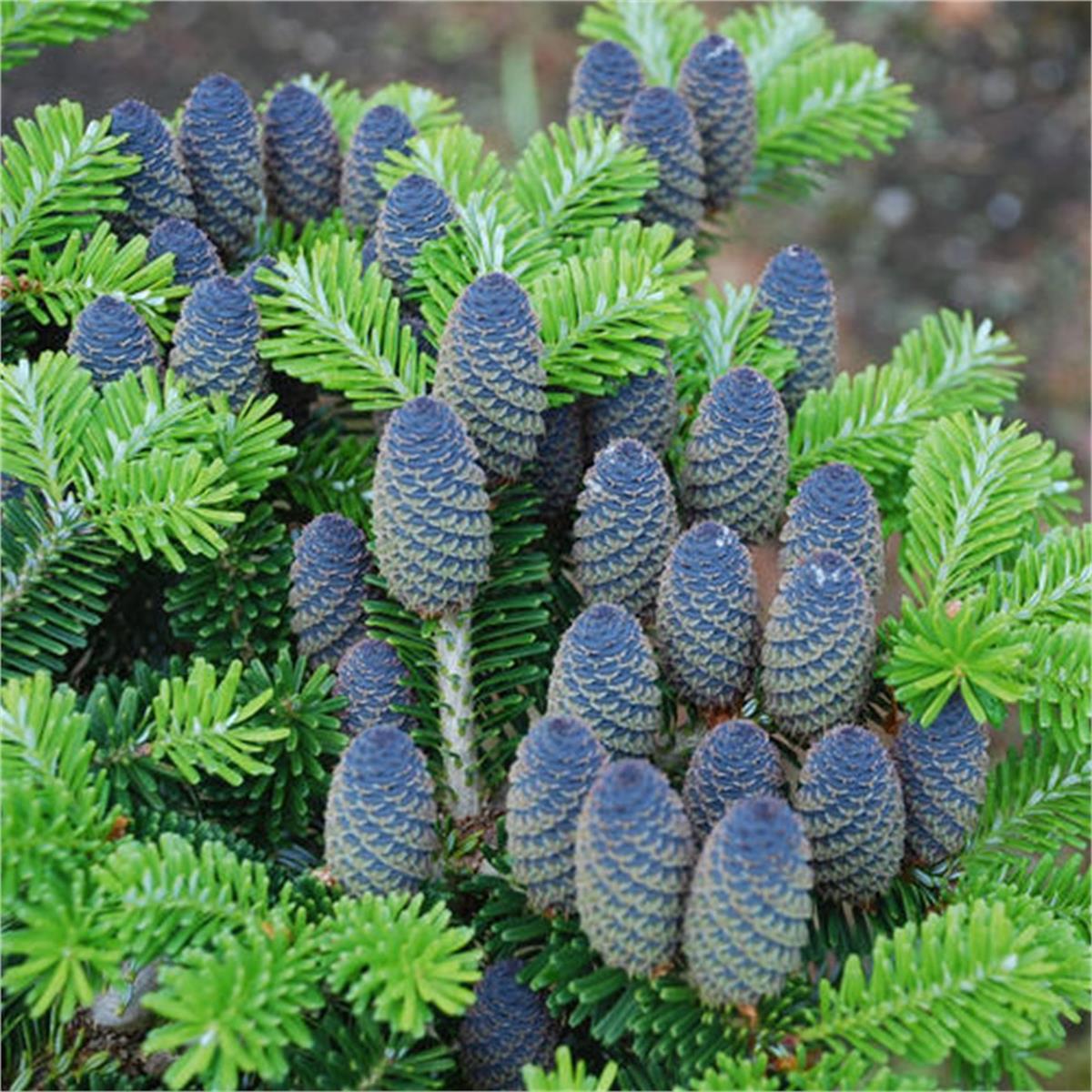 Abies koreana Kore Göknarı fidanı