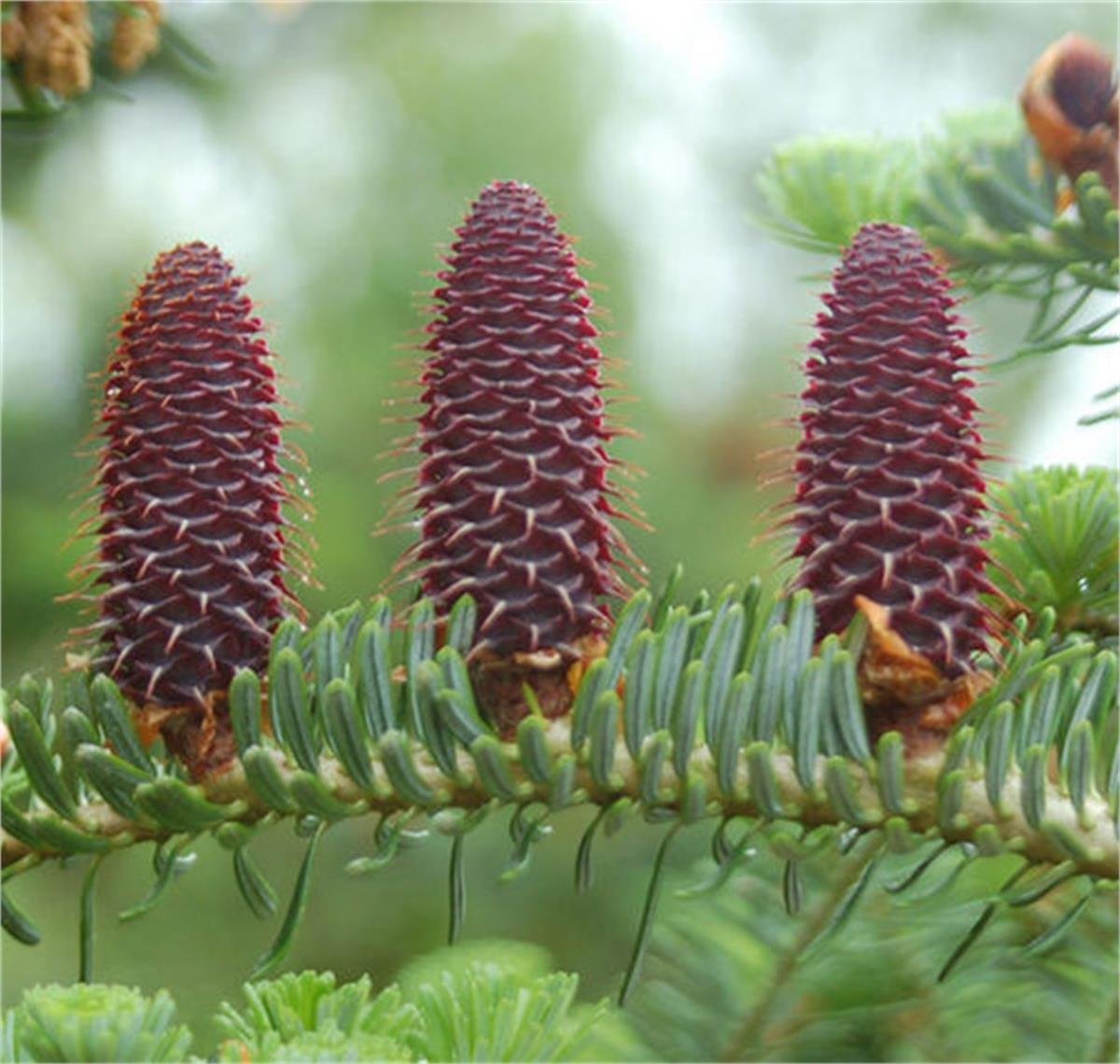 Abies koreana Kore Göknarı fidanı