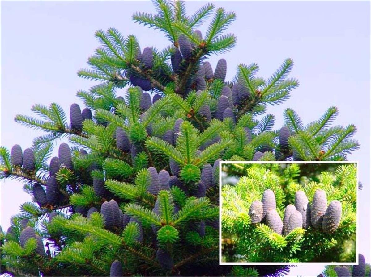 Abies koreana Kore Göknarı fidanı